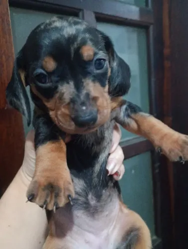Filhotes Dachshund 