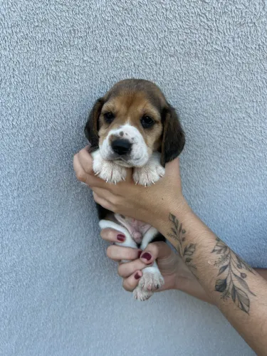 Filhote de Beagle