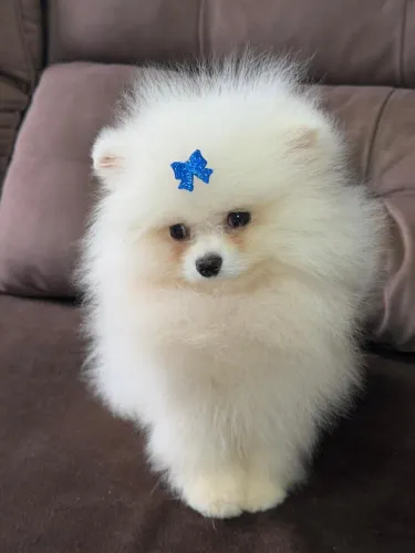 Spitz Alemão filhotes disponíveis com excelente cuidado