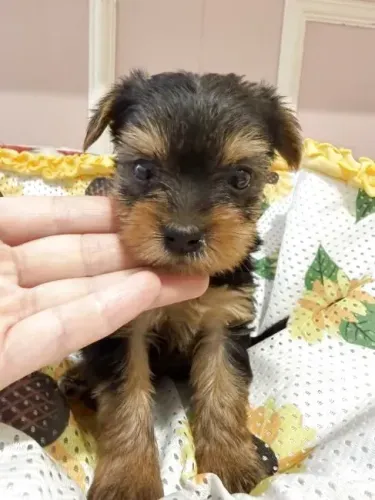 Cachorro filhote Yorkshire/York pelagem macia e muito charme