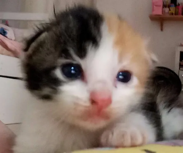 Doação de gato filhote 20 dias.