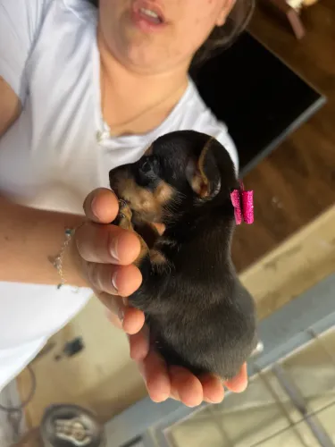 Pinscher com pedigree