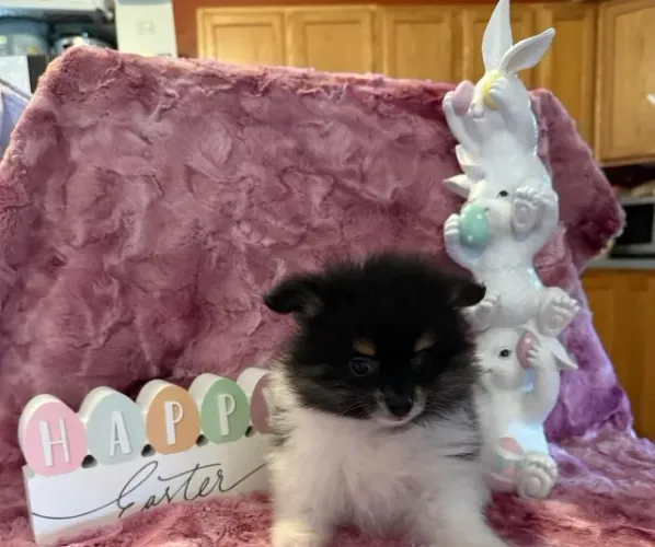 Spitz Alemão Macho/Fêmea - Pronta Entrega