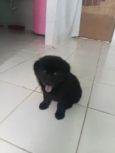 Casinha pet