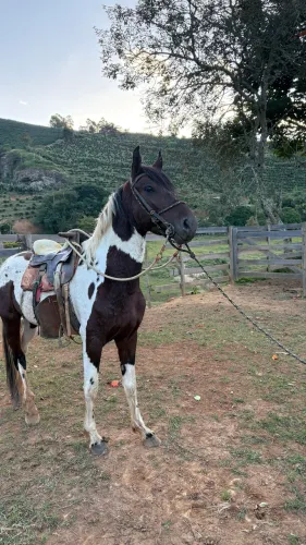 Vende-se cavalo pampa