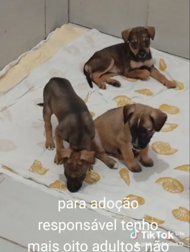 Não quero abandonar preciso de ajuda