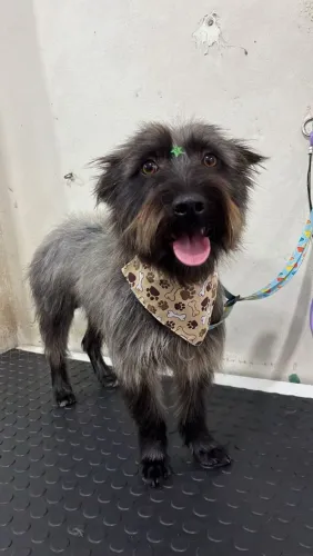 Doação de cachorros dóceis e castrados