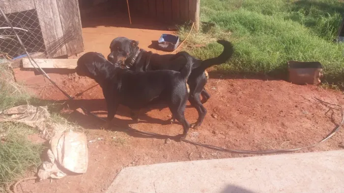 Cachorro rotwailer