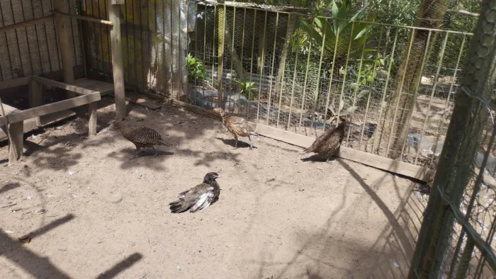 Aves