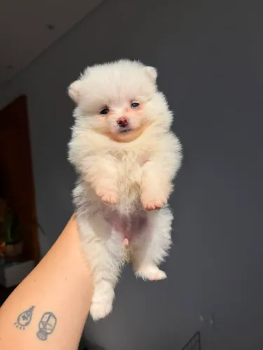 Lulu da Pomerânia Anão Fêmea e Macho Disponíveis!
