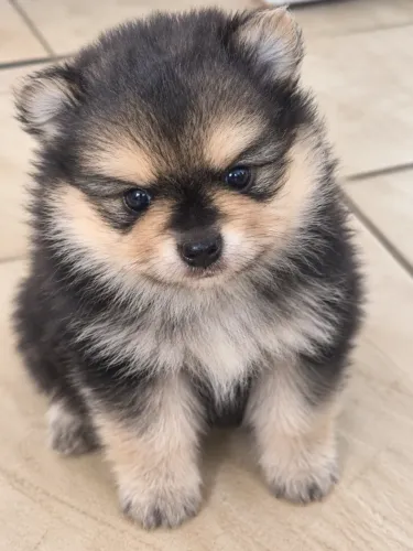 Filhote de Spitz alemão macho