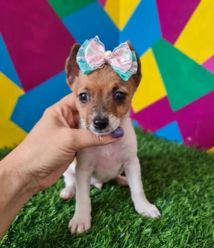 Últimos Filhotes Pinscher!
