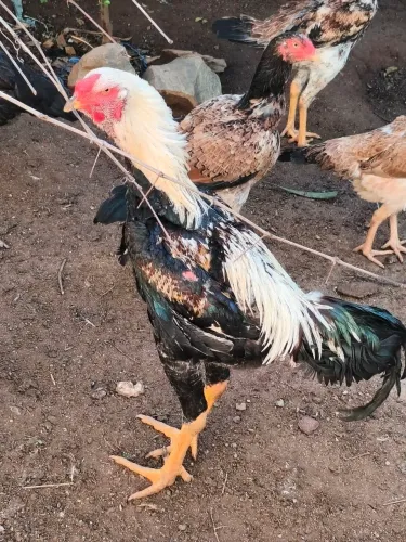 Frango índio gigante 