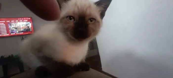 Gata fêmea para doção responsável