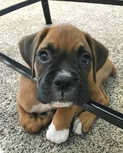 Boxer Ao lado é paz