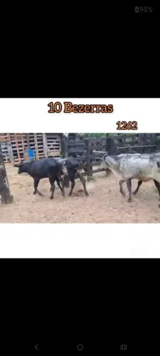 10 Bezerras 