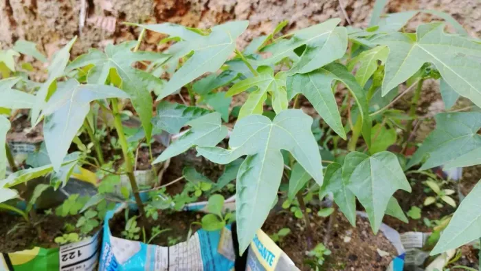 Vende se Mudas Mamão papaya capixaba Atacado pedidos sob encomenda