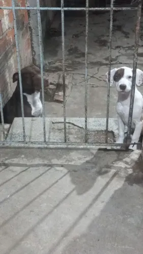 Doa-se cachorro mãe é pit bull terrier o pai e atiçando Bull 