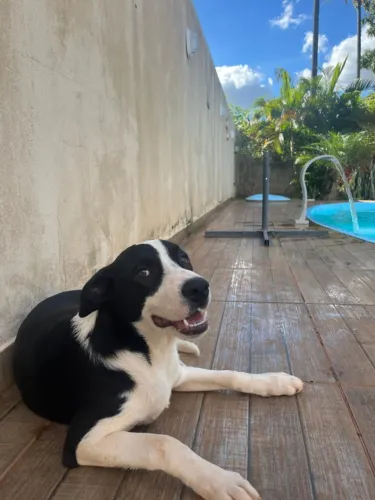 Doação de um cachorro