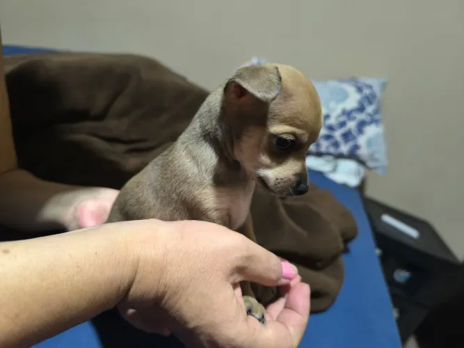 Pinscher