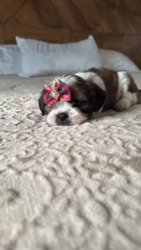 Shih Tzu Mini