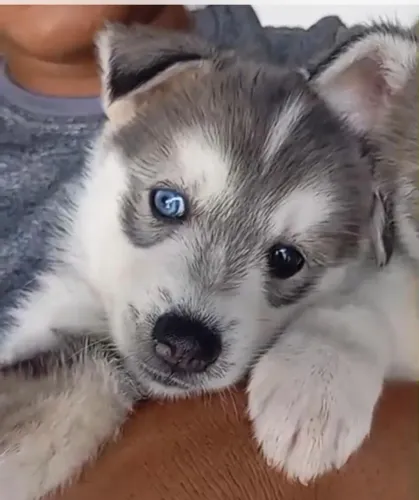 Husky siberiano cinza 
