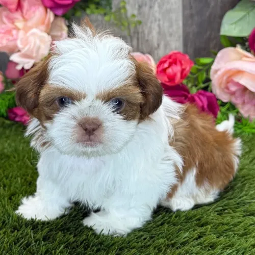 Shih tzu: O abraço mais quentinho de quatro patas!