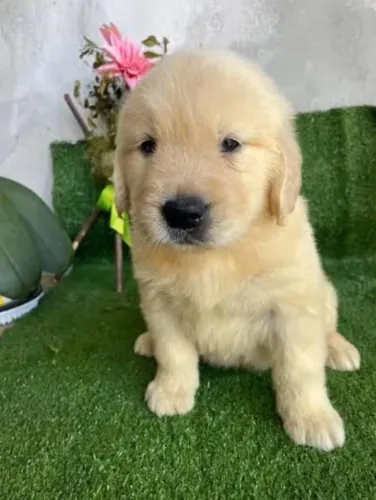 Doação Golden Retriever