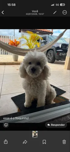 Poodle macho disponível para CRUZA