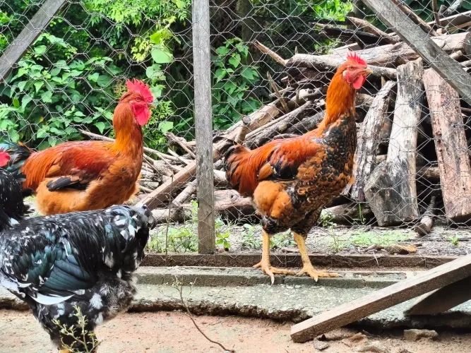 Vendas de ovos , pintinhos e Aves adultas da raça GSB