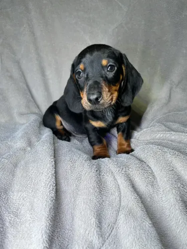 Filhote Dachshund macho black tan