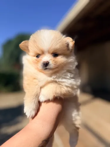 Lulu da pomerania Spitz alemão