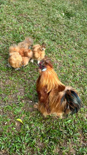 Galo sedosa e filhotes