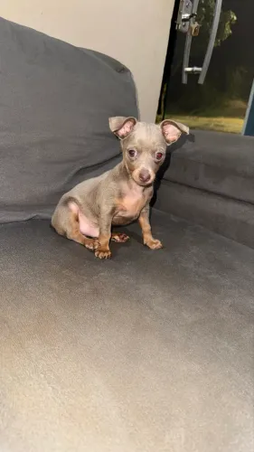 Pinscher lilac