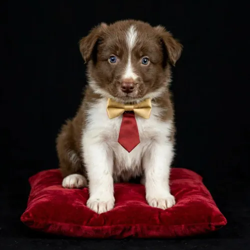 Border collie com Nota Fiscal