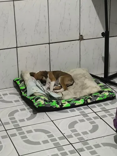 ESTOU DOANDO UM CACHORRO NO CAPÃO REDONDO 