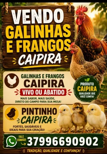 Pintinho caipiras