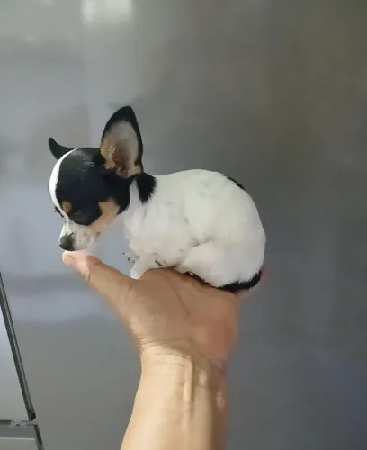 Pinscher Micro (Não respondo recado no chat)