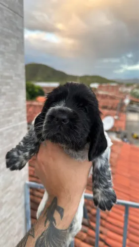 Cachorro Cocky Spaniel