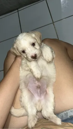 Filhote de poodle puro, 2 meses