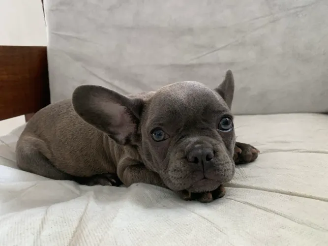 BULDOGUE FRANCÊS FÊMEA