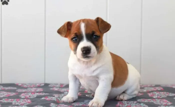 Jack Russell Terrier,Jack Russell Terrier Filhote Saudável Excelente Companhia