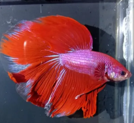 betta splendens