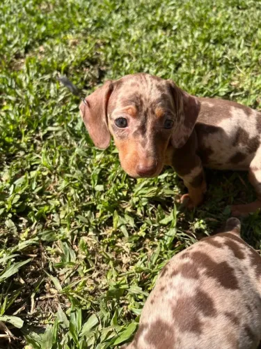 filhotes de salsichinha dachshund