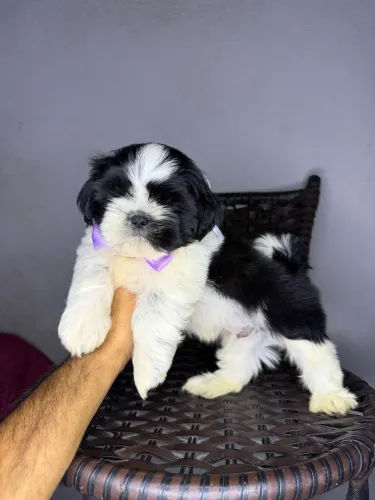 Shih tzu macho vacinado