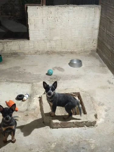Boiadeiro australiano