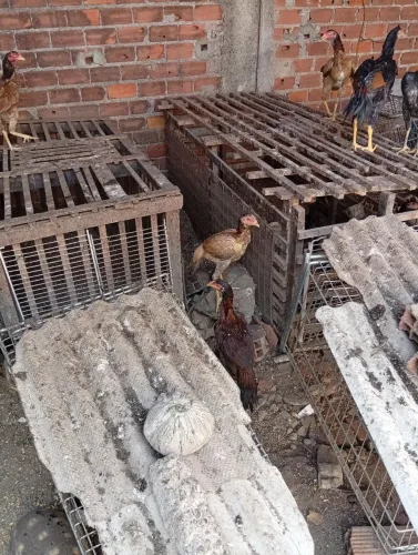 Galinha e franguinha de raça 