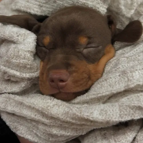 dachshund (salsicha) - fêmea - chocolate
