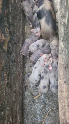 Porcos pequenos 50 dias