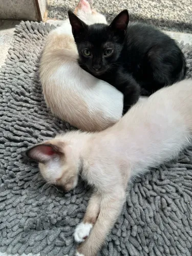 Filhotes de gato